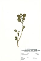 藏品(假海馬齒)的圖片